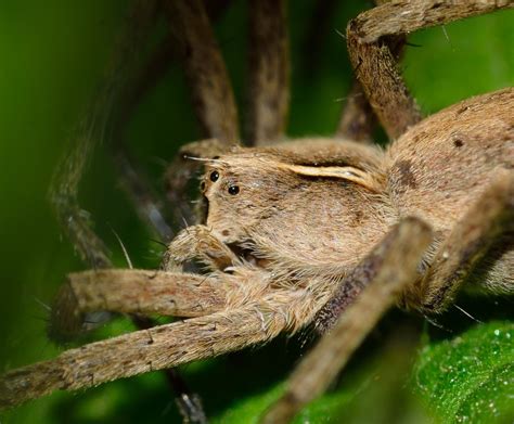 Images Gratuites La Nature La Photographie Fleur Faune Insecte