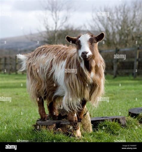 African Pygmy Goat Zoo Hi Res Stock Photography And Images Alamy