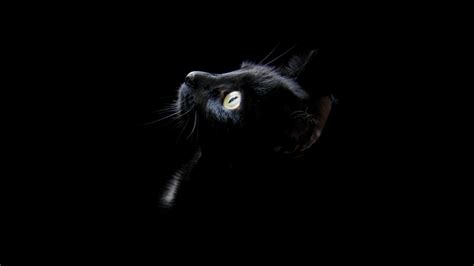 Dark Animals Wallpapers Top Free Dark Animals Backgrounds