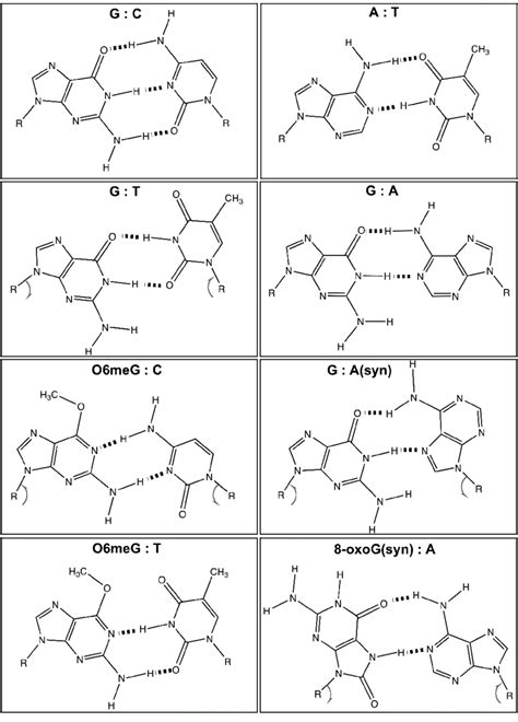 Hydrogen Bonding Properties Of Watson Crick Base Pairs And Base Pair