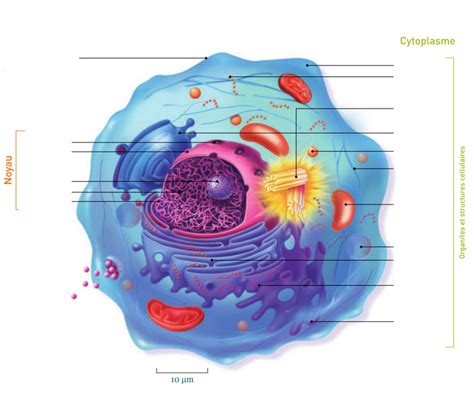 La Cellule 4 Diagram Quizlet