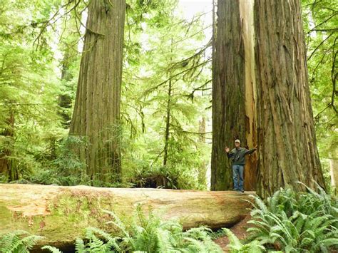 LATITUDES' JOURNEY: Redwoods National Park