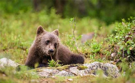 Wildlife Photography Trips in Finland | Wildlife Worldwide