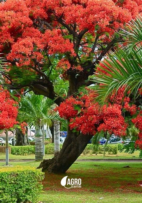 Pohon Flamboyan Jual Pohon Besar Dan Langka Murah Garansi Hidup Tahun