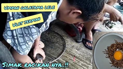 Umpan Galatama Lele II Racikan Ulat Jerman Simple Tanpa Essen YouTube