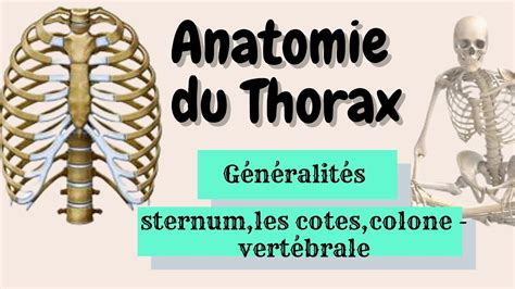 Anatomie Du Thorax Partie 1 YouTube