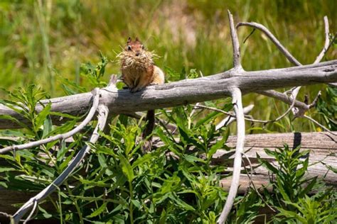 Montana Squirrel Hunting Guide For Novices And Experts Pocket Montana