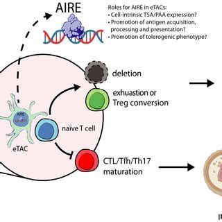 Schematic Representation Of AIRE Protein The Domains Of The Autoimmune