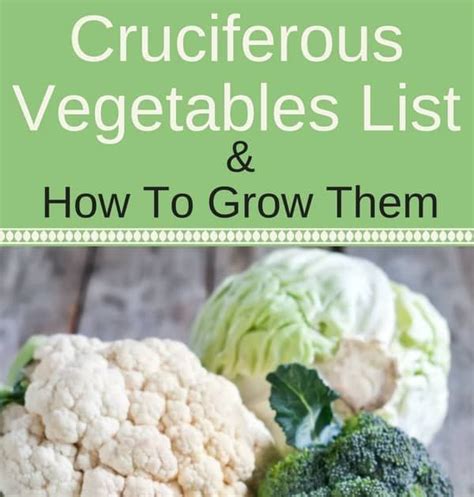 Cruciferous Vegetables List With Pictures - Angel Vegetable