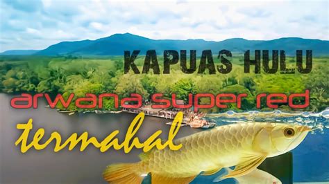 Ikan Termahal Dari Danau Lindung Ikan Arwana Super Red Kapuas Hulu