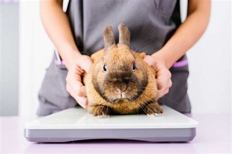 Rabbit Calicivirus Quakers Hill Vet Hospital