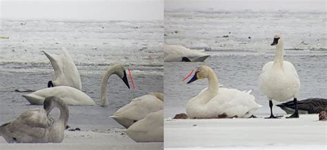 Tundra Or Trumpeter Your Guide To Swan Id Plus A Special Guest