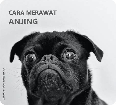 Simak Cara Merawat Anjing Kesayangan Agar Sehat Dan Bahagia