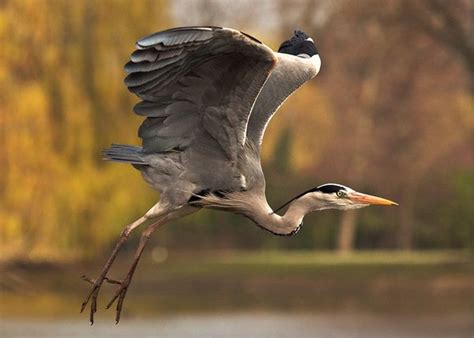 Amazing Birds Photography | Amazing Things