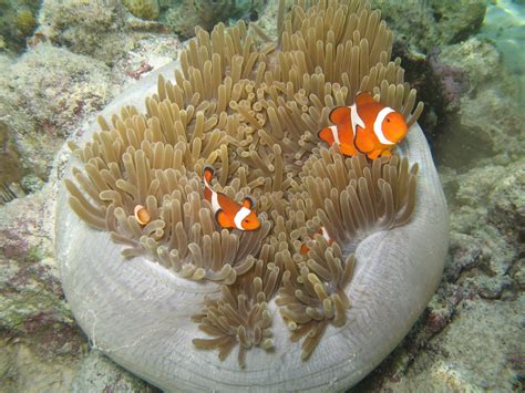 Fotos gratis : naturaleza, submarino, biología, pescado, Arrecife de