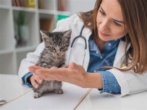 A Complete Kitten Vaccine Schedule Banfield Pet Hospital®