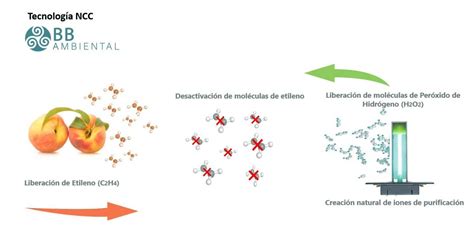 Factores De Deterioro En Frutas Y Hortalizas Mind Map