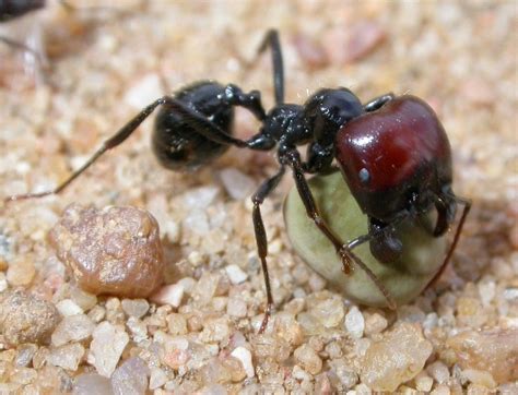 Tipos De Hormigas La Hormiga Radical