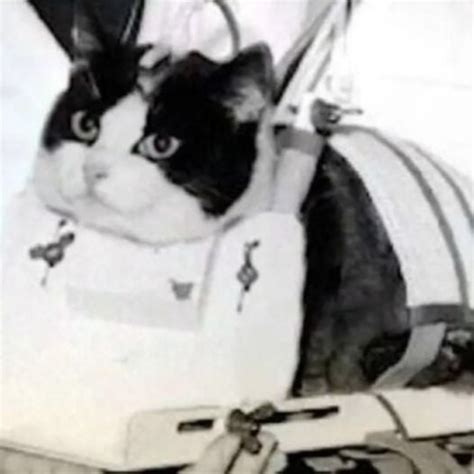 Felicette was the first and only cat to go into space. In 1963, the French government sent ...