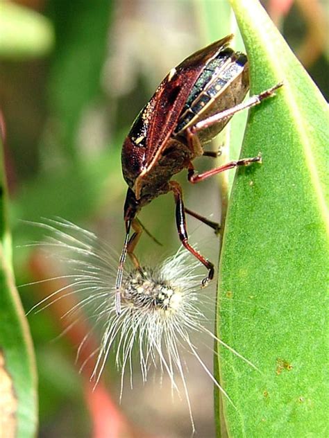 Cermatulus Nasalis Glossy Shield Bug Field Guide To The Insects Of