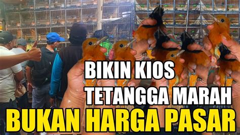 Kios Tetangga Marah Gara Gara Harga Burung Tidak Mikir Rugi Bahaya