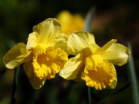 Sharing Spring Sunshine Daffodils Narzissen Enjoying Bea Flickr