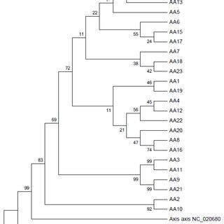 Phylogenetic tree (Rectangular) of Cytochrome-b, cytochrome-c and ...