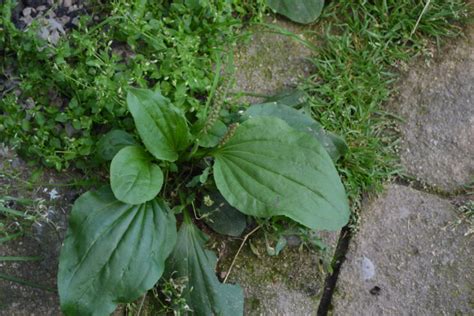 Onkruid Of Tuinplant Zo Kunt U Het Herkennen Max Vandaag