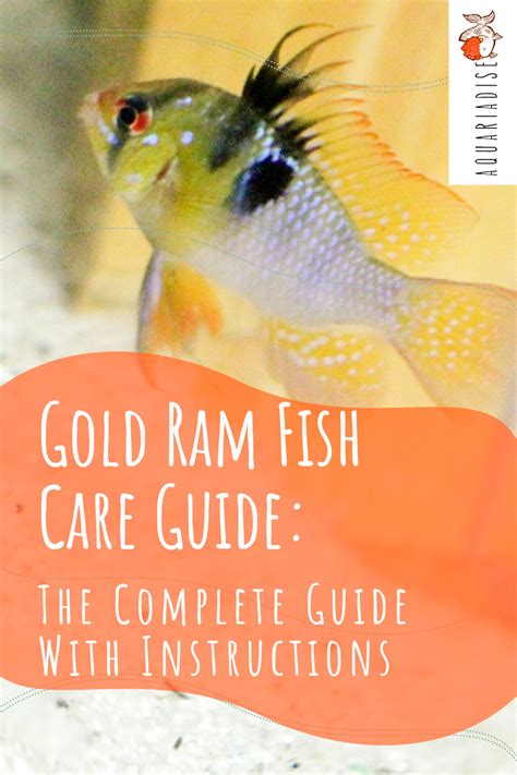 Gold Ram Mikrogeophagus Ramirezi Var Gold Care Sheet