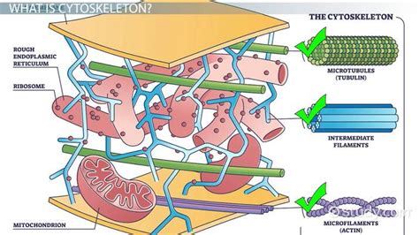 Cytoskeleton- Definition, Structure, Functions And Diagram, 59% OFF