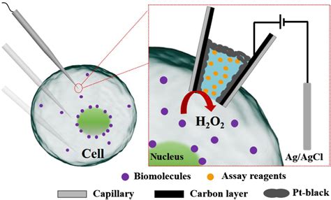 Real Time And Spatial Electroanalysis Of Biomolecules In One Living