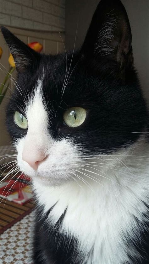 Very Handsome Tuxedo Cat Tuxedocat Handsome Beautifulcat Closeup