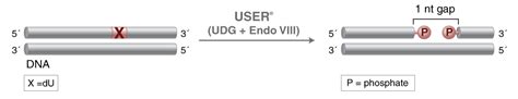 Activities of DNA Repair Enzymes and Structure-specific Endonucleases | NEB