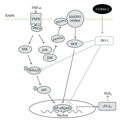 Effects Of Corm On The Tnf Induced Cpla Expression Tnf