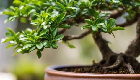 Care Guide For Fukien Tea Bonsai Tree Carmona Retusa By Gratitude