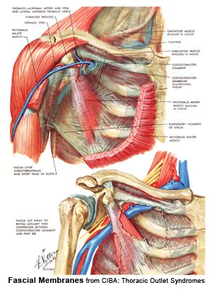 Fascia and scar tissue release fascial linkage system – Artofit