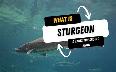 What Is A Sturgeon And 15 Facts You Should Know - ULUA.COM