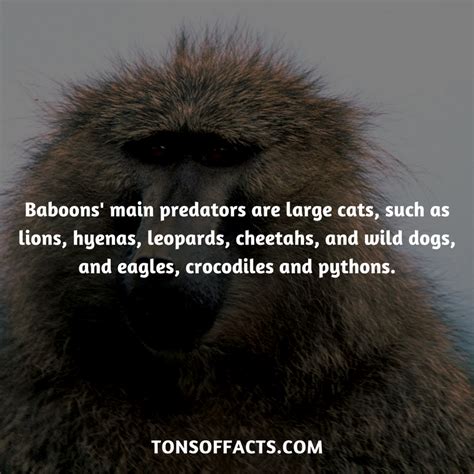 25 Interesting And Fun Facts About Baboons Tons Of Facts Fun Facts