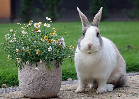 Best outdoor rabbit breeds