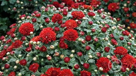 Plantfiles Pictures Chrysanthemum Garden Mum Florists Mum Radiant