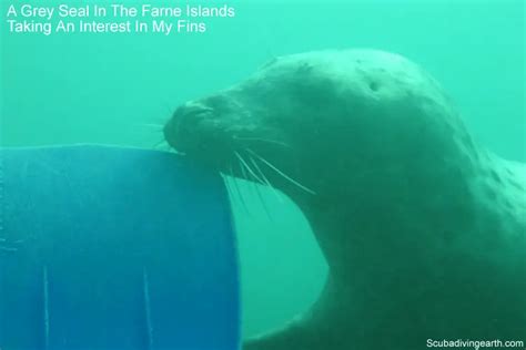 Farne Islands diving with seals (Best place in the UK to scuba dive)