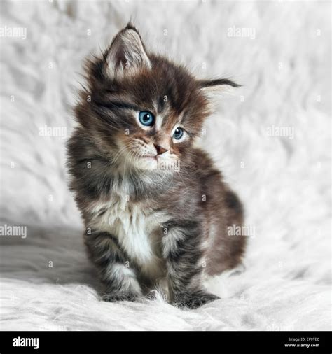 Small gray maine coon kitten with blue eyes posing on white background ...