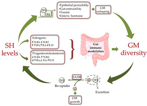 Ijms Free Full Text Gut Microbiota And Sex Hormones Crosstalking