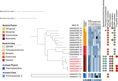 Phylogenetic Tree Showing The Distribution Of The Rtca Cycle In Novel