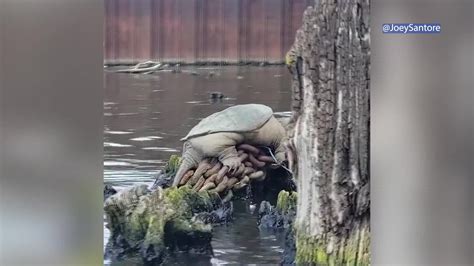 ‘chonkosaurus Plump Chicago Snapping Turtle Captured On Video Goes Viral