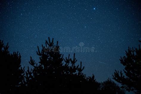 Silhouettes Of Trees Under A Blue Starry Sky During The Night Great