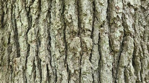 White Oak Tree A Complete Guide To What You Need To Know Growit Buildit