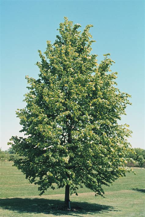 Tilia Cordata Littleleaf Linden Landscape Ontario