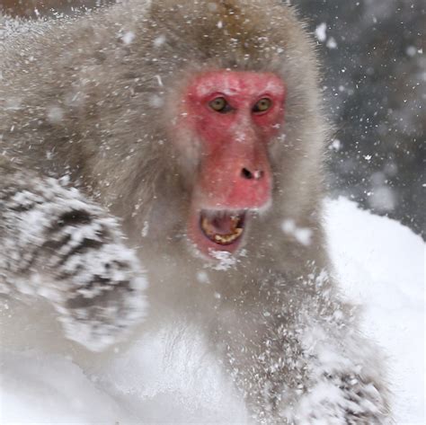 Snow Monkeys Nagano | JAPAN Forward