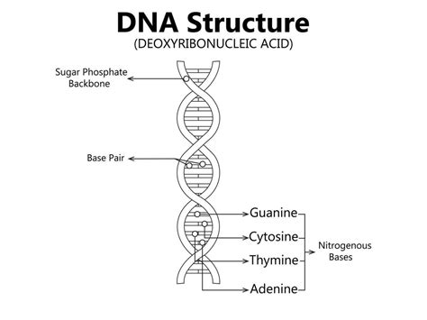 Vector Científico Icono Espiral De Adn Y Arn Un Ilustración De El Diferencias En El Estructura